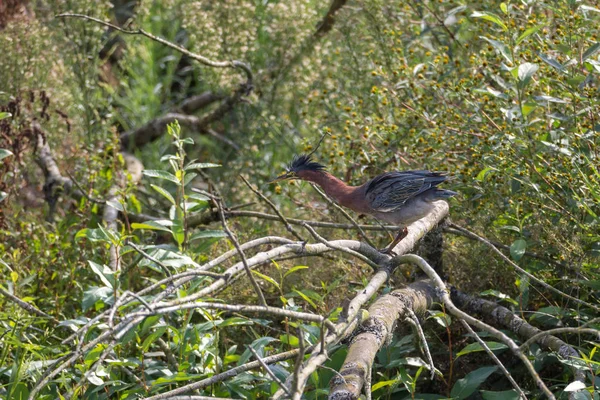 Green Heron Bird Vancouver Canada — Stock Photo, Image