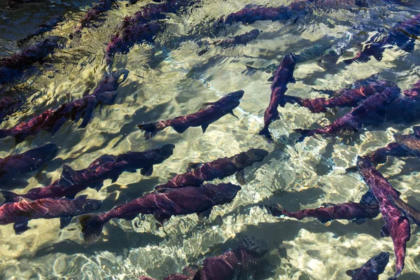 Kırmızı Sockeye Somon Kanada Yumurtlama Stok Fotoğraf