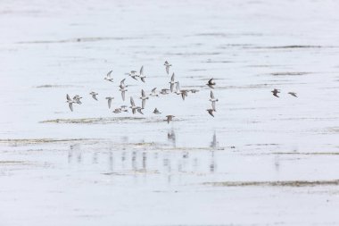 Baird Sandpiper kuş, Vancouver Bc Kanada