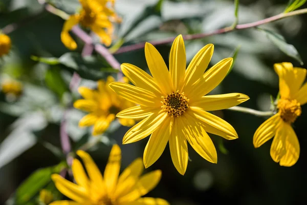 Jaune Jérusalem Artichaut Fleurs Gros Plan — Photo