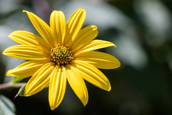 Jaune Jérusalem Artichaut Fleurs Gros Plan — Photo