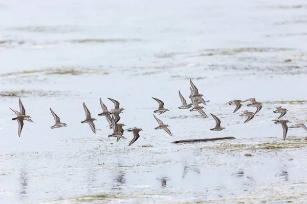 Baird Sandpiper Bird Vancouver Canada — Stock Photo, Image