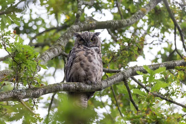 Great Horned Owl Ptak Vancouver Kanada — Zdjęcie stockowe