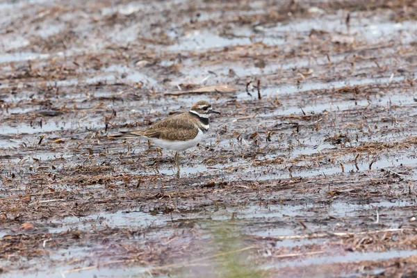 Kildeer Kuş Vancouver Kanada — Stok fotoğraf