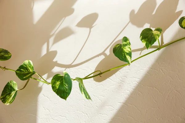 ivy green leaves and shadow on the wall