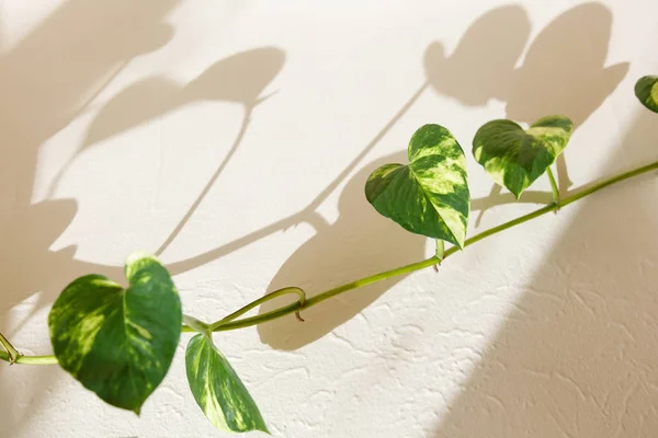 Ivy Green Leaves Shadow Wall — Stock Photo, Image