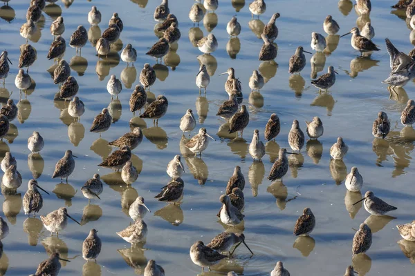 Dowitcher Długo Rozliczane Stawie Vancouver Kanada — Zdjęcie stockowe