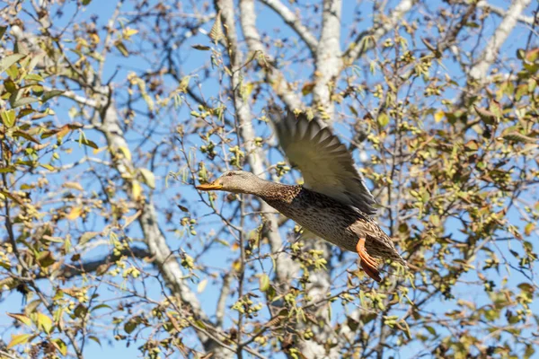 Stockentenweibchen Fliegen Bei Vancouver Canada — Stockfoto