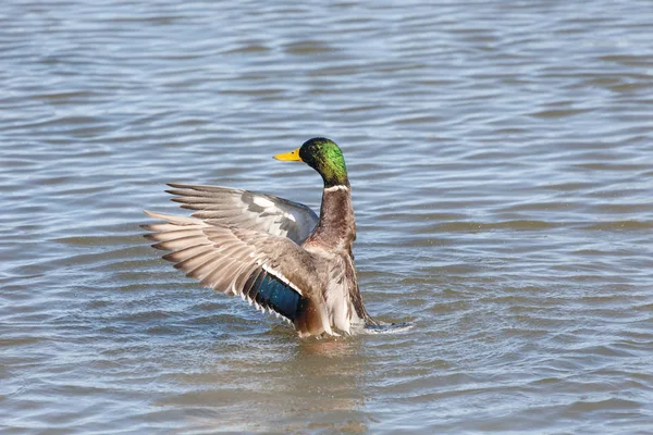 Male Mallard Ducks flapping wings in pond at Vancouver BC Canada.