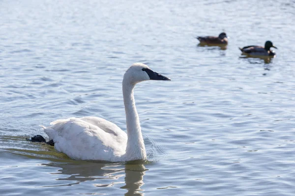 Trumpeter Swan Swimming Pond Vancouver Canada — Stock Photo, Image