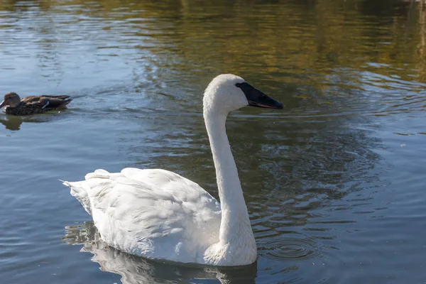 Trumpeter Swan Swimming Pond Vancouver Canada — Stock Photo, Image