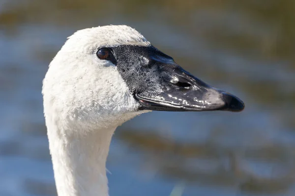 Headshot Trębacz Swan Vancouver Kanada — Zdjęcie stockowe