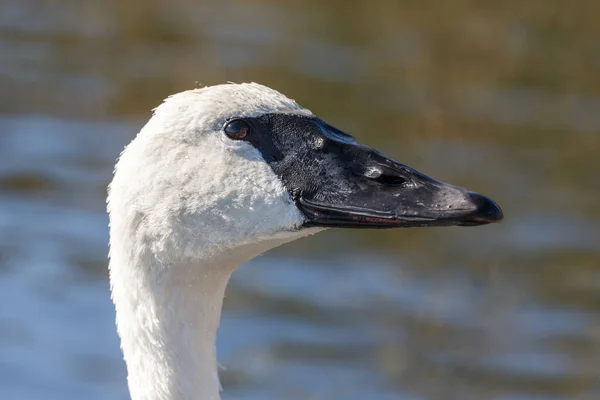 Headshot Trumpeter Swan Vancouver Canada — Stock Photo, Image