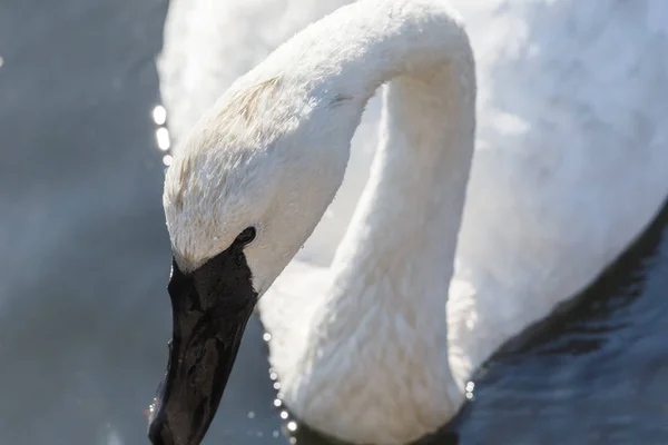 Лебедь Трубач Плавает Пруду Ванкувере Канада — стоковое фото