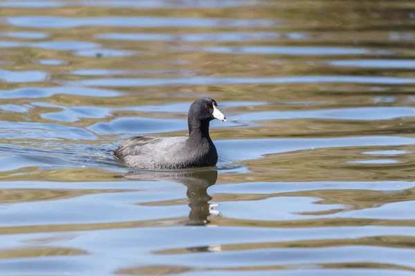 Gemeenschappelijke Meerkoet Zangvogels Vancouver Canada — Stockfoto