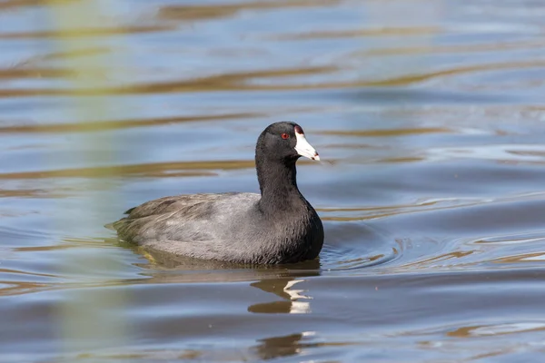 バンクーバー カナダで共通するツルツルの鳥 — ストック写真