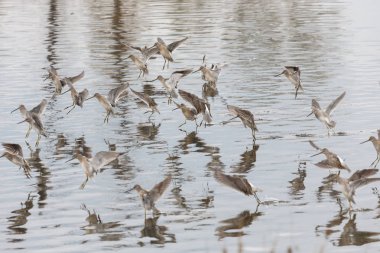 Gölet, Vancouver Bc Kanada uzun fatura dowitcher. 