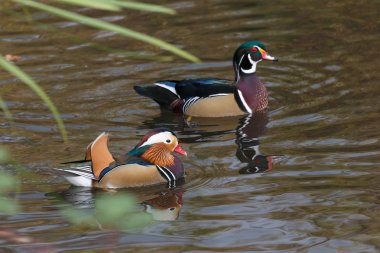 Mandarin ördeği ve ahşap ördek Burnaby Gölü Bc Kanada. 