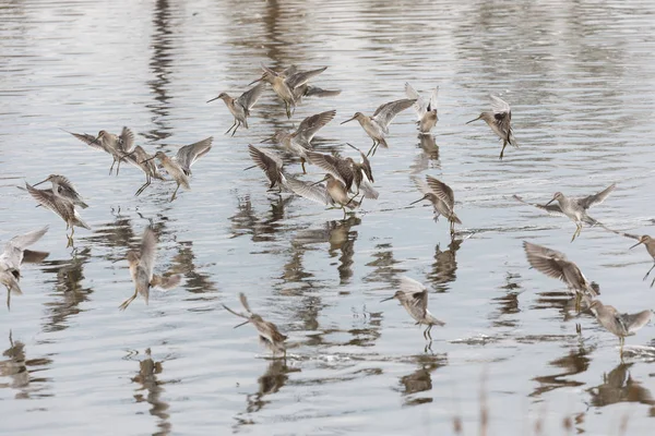 Καιρό Χρεωθεί Dowitcher Στη Λίμνη Στο Βανκούβερ Του Καναδά — Φωτογραφία Αρχείου