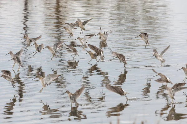 バンクーバー カナダでの池の長い請求 Dowitcher — ストック写真