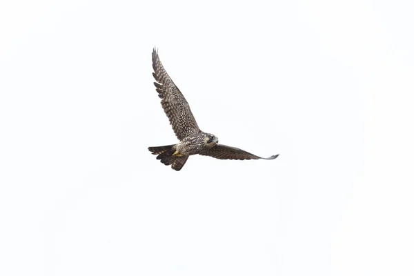 Flying Peregrine Halcón Vancouver Canadá — Foto de Stock