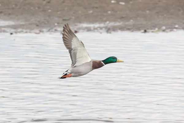 Laki Laki Mallard Ducks Terbang Vancouver Kanada — Stok Foto