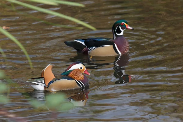 Pato Mandarín Pato Madera Lago Burnaby Canadá —  Fotos de Stock