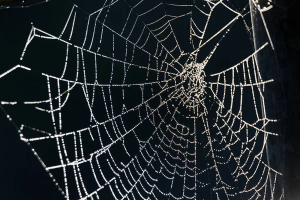 White Spider Web Trochę Wody Spadnie Pająka — Zdjęcie stockowe