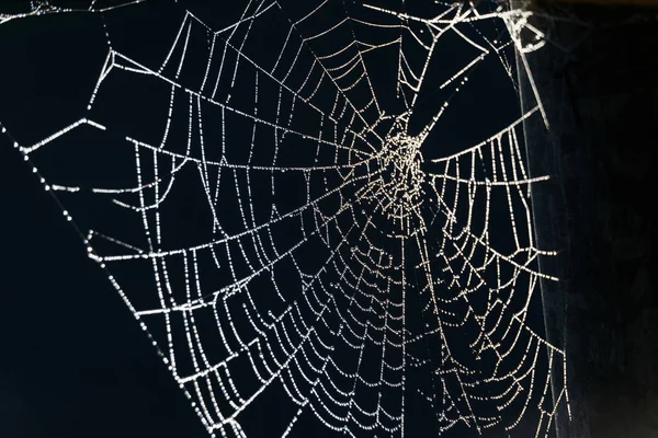 화이트 거미줄 거미줄에 — 스톡 사진