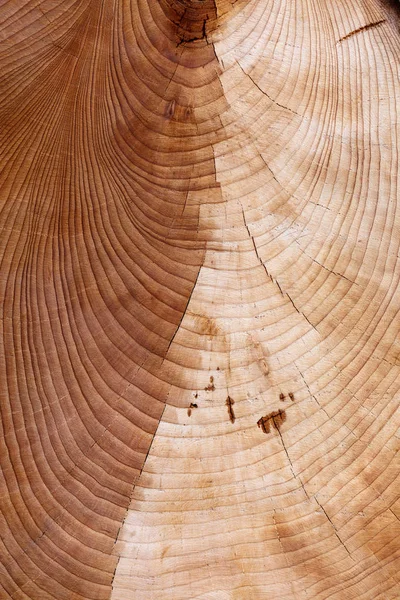 Fondo Textura Del Anillo Madera Cerca — Foto de Stock