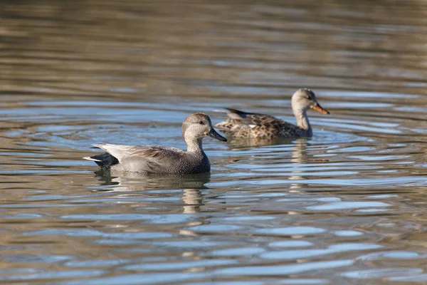 Krakeend Duck Paar Zwemmen Kalm Water Vancouver Canada — Stockfoto