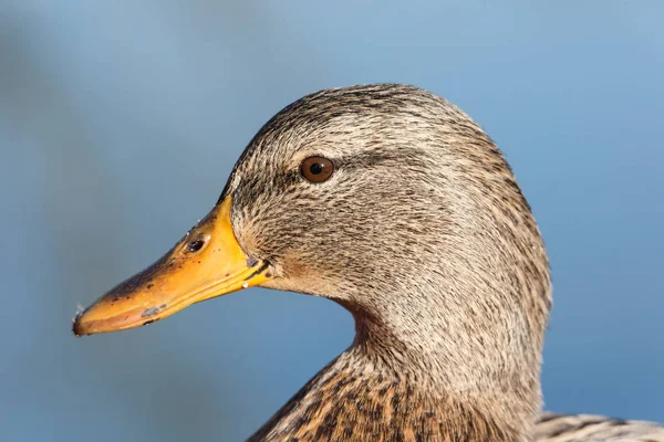 Feminino Cabeça Mallard Fundo Azul Close — Fotografia de Stock