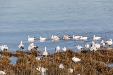 Geçirme kar kazı Vancouver Bc Kanada at sürüsü  
