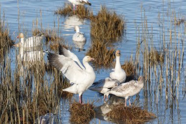 Geçirme kar kazı Vancouver Bc Kanada at sürüsü  