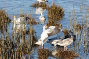 Geçirme kar kazı Vancouver Bc Kanada at sürüsü  
