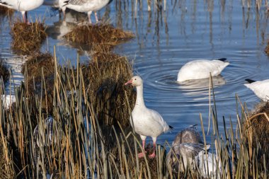 Geçirme kar kazı Vancouver Bc Kanada at sürüsü  