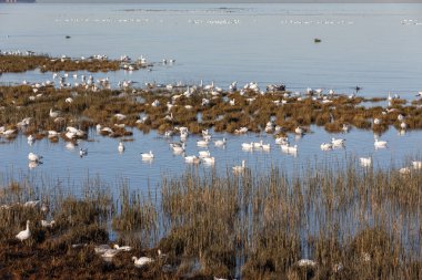 Geçirme kar kazı Vancouver Bc Kanada at sürüsü  