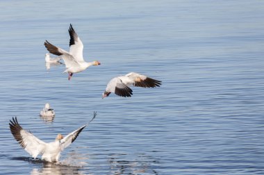 Geçirme kar kazı Vancouver Bc Kanada at sürüsü  