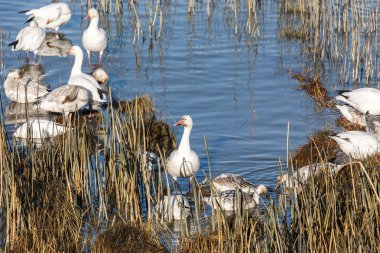 Geçirme kar kazı Vancouver Bc Kanada at sürüsü  