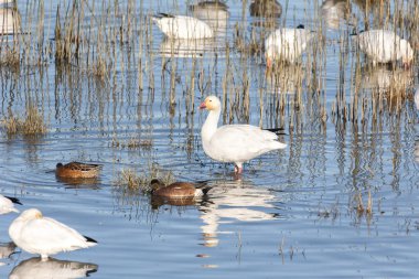 Geçirme kar kazı Vancouver Bc Kanada at sürüsü  