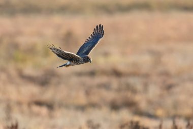 Kuzey Harrier, Vancouver Bc Kanada sinek içinde  
