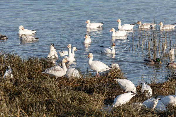 Flock Áttelepítése Liba Vancouver Kanada — Stock Fotó