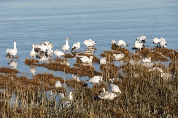 Flock Flyttande Snö Gäss Vancouver Kanada — Stockfoto