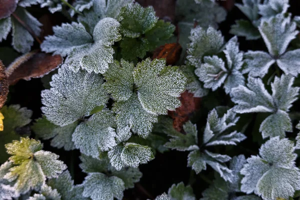 Plantas Congeladas Início Manhã Fechar Inverno — Fotografia de Stock