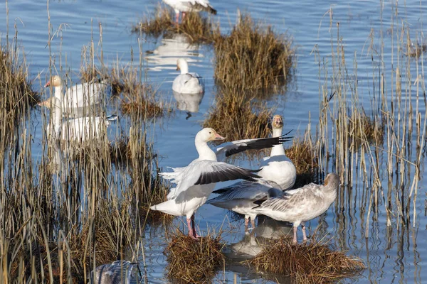 Schwarm Wandernder Schneegänse Bei Vancouver Canada — Stockfoto