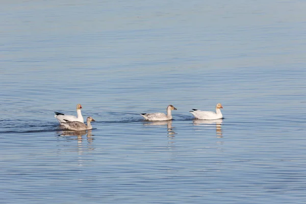 Manada Gansos Migratorios Vancouver Canada — Foto de Stock