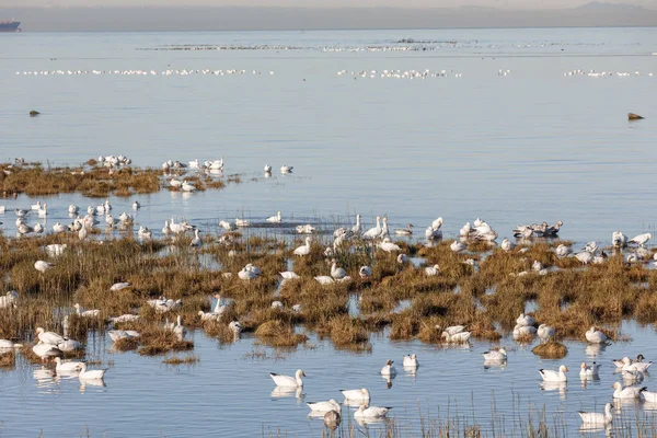 Schwarm Wandernder Schneegänse Bei Vancouver Canada — Stockfoto