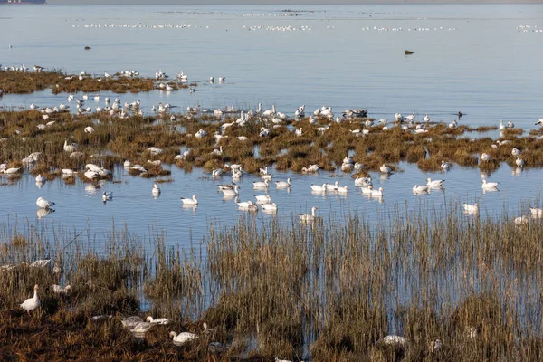 Geçirme kar kazı Vancouver Bc Kanada at sürüsü  