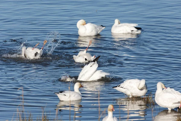 Geçirme kar kazı Vancouver Bc Kanada at sürüsü  