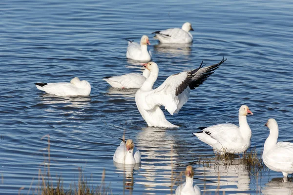 Flock Migrating Snow Geese Vancouver Canada — Stock Photo, Image